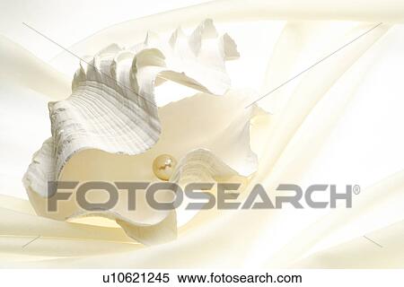 Oyster opening to reveal small pearl View Large Photo Image Stock Photography - Oyster opening to reveal small pearl. Fotosearch