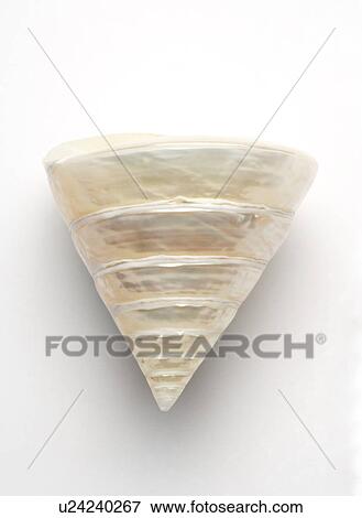 Stock Photo - Pearlised troca seashell, close-up. Fotosearch