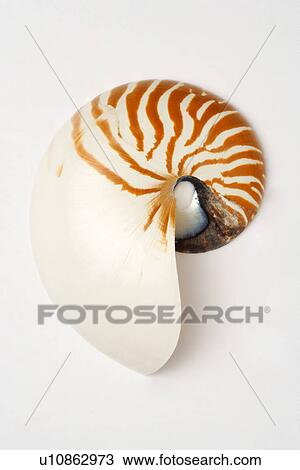 Seashell on white background, close-up View Large Photo Image Stock Image - Seashell on white background, close-up. Fotosearch