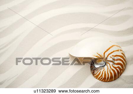 Stock Photo - Single nautilus on sand. Fotosearch
