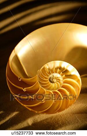 Stock Image - Single orange nautilus, close-up. Fotosearch