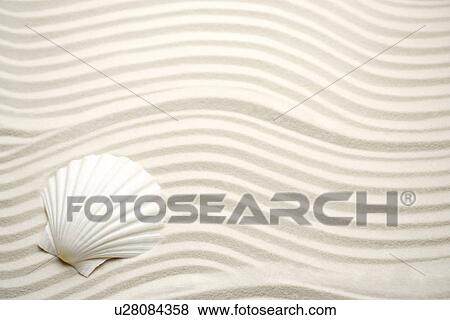 Stock Photo - Single scallop seashell on sand. Fotosearch