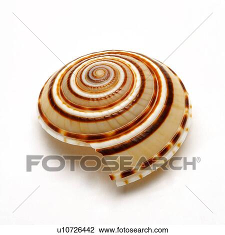 Single seashell on white background, close-up View Large Photo Image Stock Image - Single seashell on white background, close-up. Fotosearch