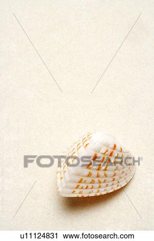 Stock Image - Single seashell on white background, close-up. Fotosearch