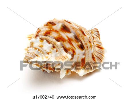 Single seashell on white background, close-up View Large Photo Image Stock Image - Single seashell on white background, close-up. Fotosearch