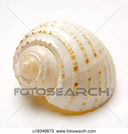Stock Image - Single seashell on white background, close-up. Fotosearch