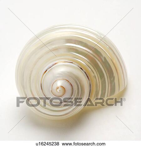 Single seashell on white background View Large Photo Image Stock Photo - Single seashell on white background. Fotosearch