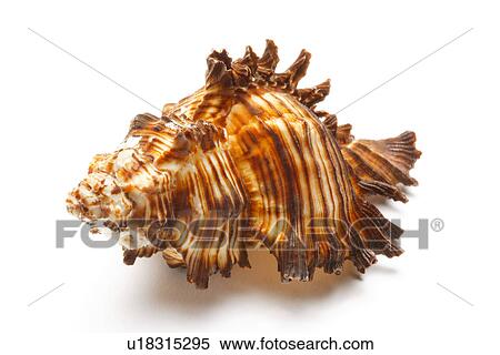 Stock Photography - Single seashell on white background, close-up. Fotosearch