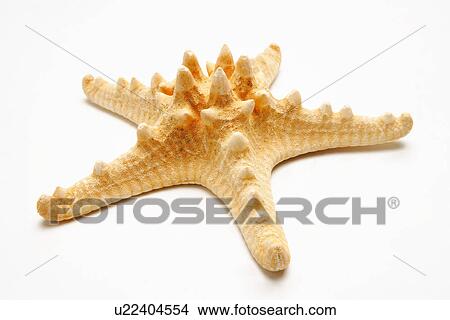 Single spiked starfish on white background, close-up View Large Photo Image Picture - Single spiked starfish on white background, close-up. Fotosearch