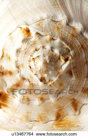 Picture - Single spiral seashell, close-up. Fotosearch