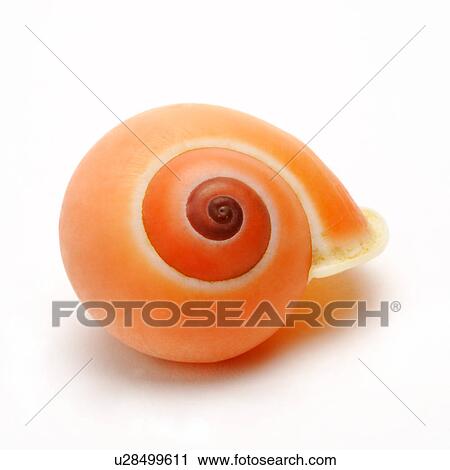 Single spiral seashell on white background, close-up View Large Photo Image Stock Image - Single spiral seashell on white background, close-up. Fotosearch