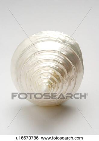 Single spiral seashell on white background, close-up View Large Photo Image Stock Photograph - Single spiral seashell on white background, close-up. Fotosearch