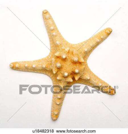 Single starfish on white background, close-up View Large Photo Image Stock Photo - Single starfish on white background, close-up. Fotosearch