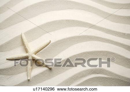 Single white starfish on sand View Large Photo Image Stock Photograph - Single white starfish on sand. Fotosearch