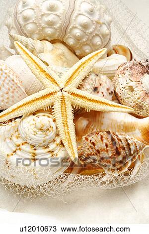 Starfish and assorted seashells View Large Photo Image Stock Image - Starfish and assorted seashells. Fotosearch
