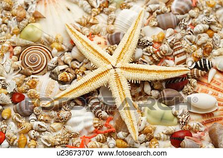 Starfish and assorted seashells View Large Photo Image Stock Photo - Starfish and assorted seashells. Fotosearch