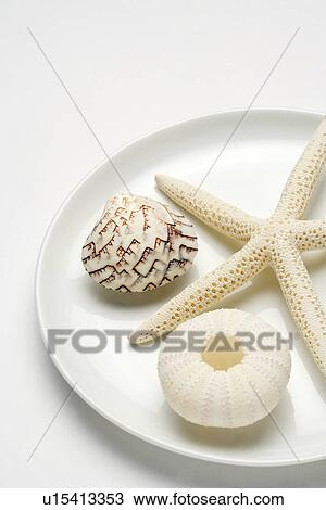 Starfish and two seashells in tray View Large Photo Image Stock Image - Starfish and two seashells in tray. Fotosearch