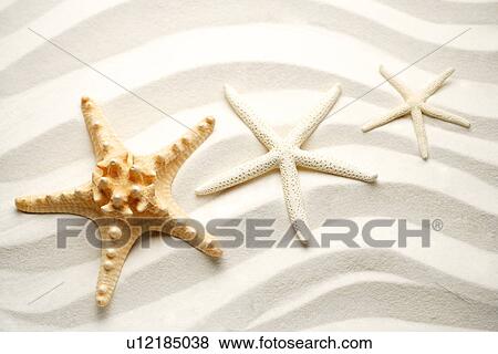Stock Photo - Three starfish in a row on sand. Fotosearch