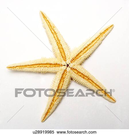 Stock Photography - Two tone starfish on white background, close-up. Fotosearch