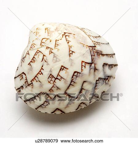 Stock Photo - Two tones seashell on white background, close-up. Fotosearch