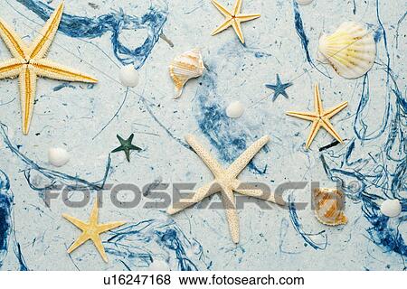 Various sea shells on blue handmade paper View Large Photo Image Stock Photo - Various sea shells on blue handmade paper. Fotosearch