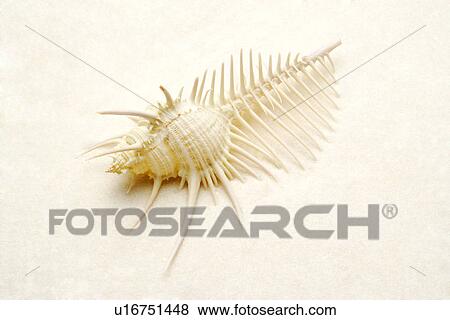 Venus Comb Murex Shell View Large Photo Image Stock Photo - Venus Comb Murex Shell. Fotosearch