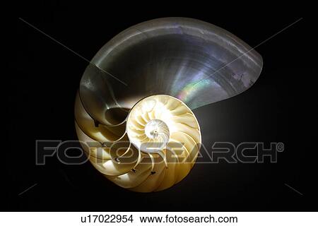 Picture - X-ray nautilus on black background, close-up. Fotosearch