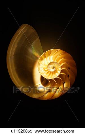 X-ray nautilus on black background, close-up View Large Photo Image Stock Photography - X-ray nautilus on black background, close-up. Fotosearch