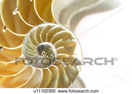 X-ray of nautilus shell, close-up View Large Photo Image Stock Image - X-ray of nautilus shell, close-up. Fotosearch
