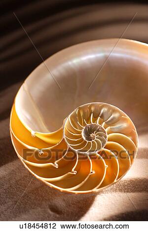 X-ray of nautilus shell, close-up View Large Photo Image Stock Image - X-ray of nautilus shell, close-up. Fotosearch
