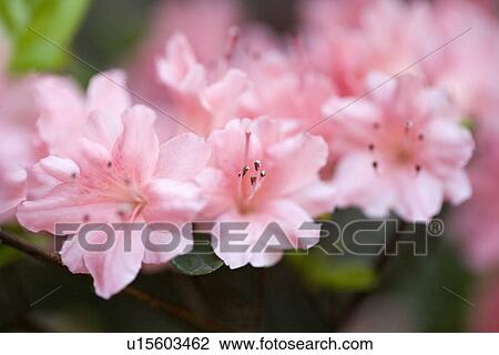 Azalea View Large Photo Image Stock Image - Azalea. Fotosearch
