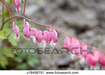 Stock Image - Bleeding Heart. Fotosearch