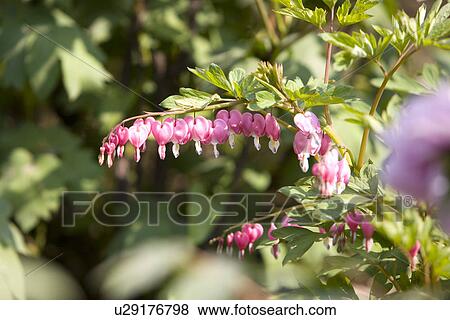 Bleeding Heart View Large Photo Image Stock Photo - Bleeding Heart. Fotosearch