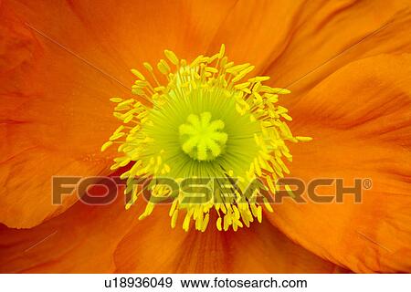 Stock Photo - Close up of corn poppy detail. Fotosearch