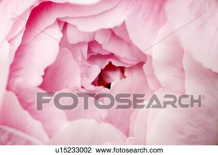Stock Image - Close up of dahlias detail. Fotosearch