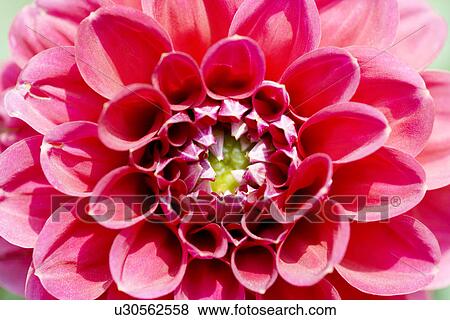 Close up of red dahlias View Large Photo Image Stock Photo - Close up of red dahlias. Fotosearch