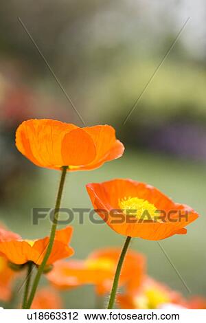 Stock Image - Corn poppy. Fotosearch