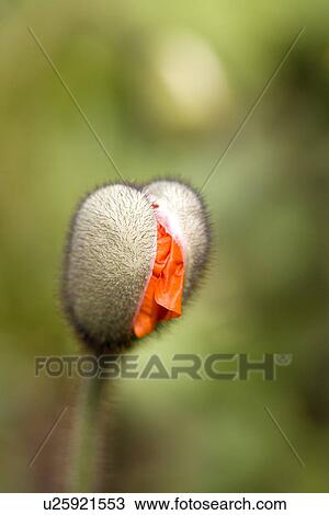 Stock Image - Corn poppy's bud. Fotosearch