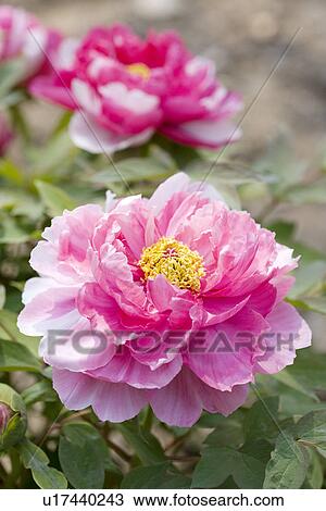 Stock Image - Dahdias detail. Fotosearch