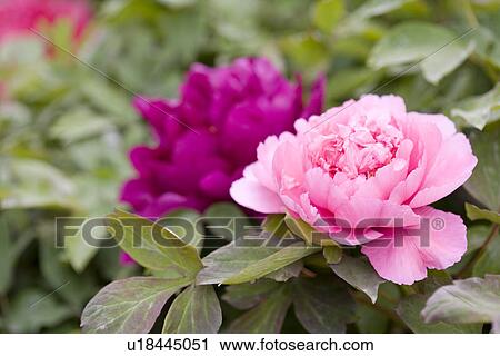 Stock Image - Dahlias. Fotosearch