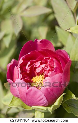 Dalias, close up View Large Photo Image Picture - Dalias, close up. Fotosearch