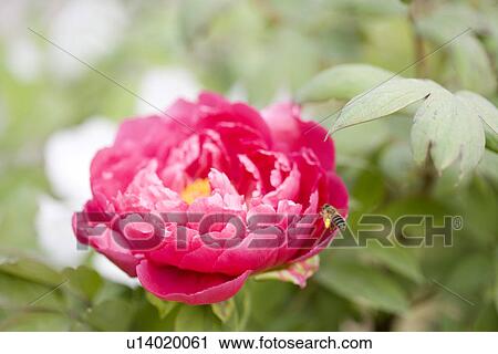 Stock Image - Honey bee on dahlias. Fotosearch