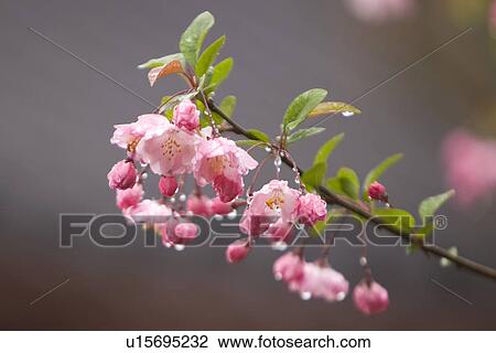 Stock Image - Peach Blossom. Fotosearch
