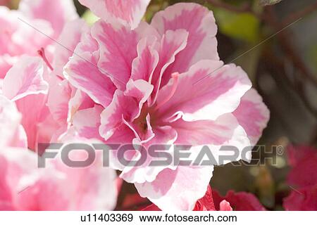 Pink Azalea View Large Photo Image Stock Photo - Pink Azalea. Fotosearch