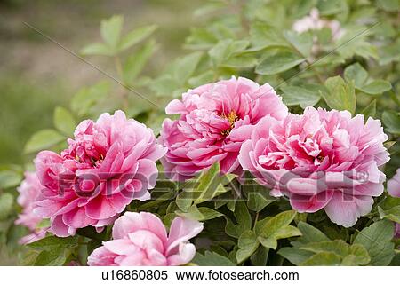 Stock Photography - Pink dahlias flowers. Fotosearch