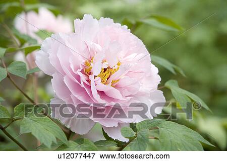 Stock Photo - Pink dahlias. Fotosearch