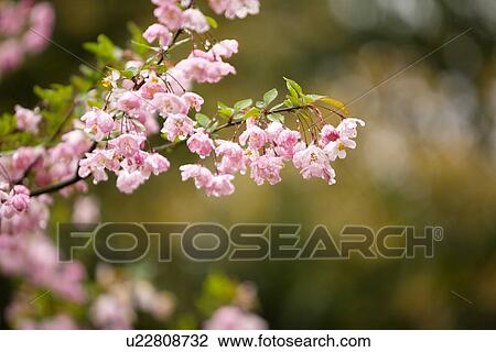 Pink Peach Blossom View Large Photo Image Stock Image - Pink Peach Blossom. Fotosearch