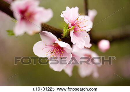 Pink plum blossom View Large Photo Image Stock Photography - Pink plum blossom . Fotosearch
