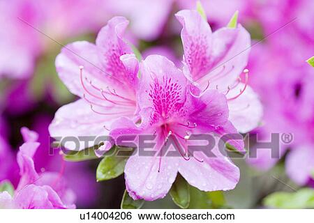Purple Azalea View Large Photo Image Stock Photograph - Purple Azalea. Fotosearch