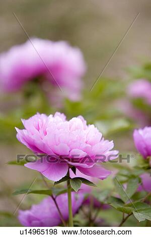 Purple dahlias flowers, Medium Group of objects View Large Photo Image Stock Photo - Purple dahlias flowers, Medium Group of objects. Fotosearch